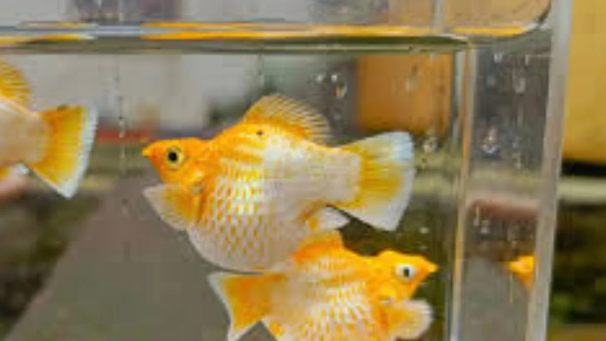 Gambar ikan molly leom head