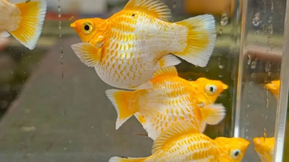 Gambar ikan molly leom head