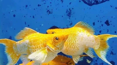 Gambar ikan molly leom head