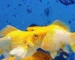 Gambar ikan molly leom head