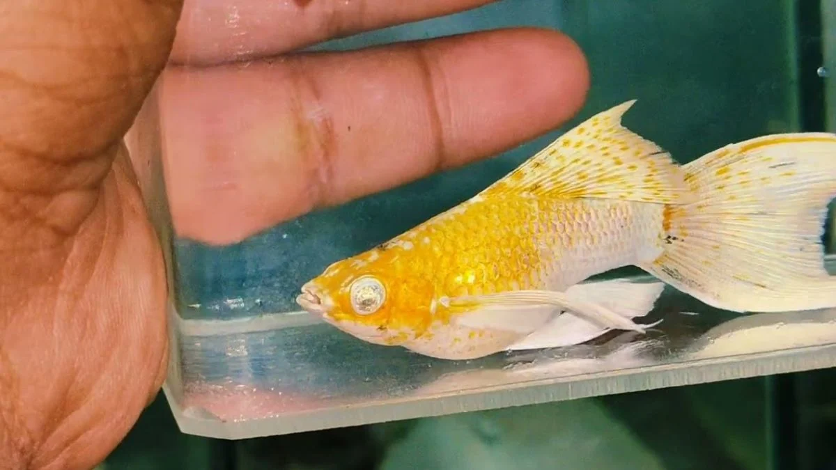 Gambar ikan molly leom head