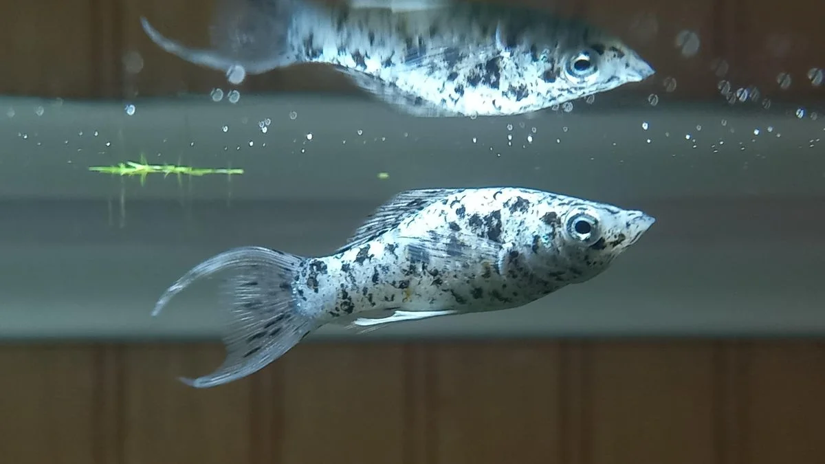 Gambar penyebab ikan molly mati mendadak