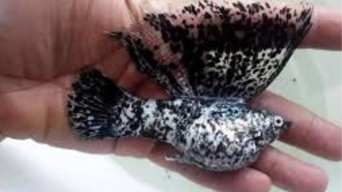 Gambar penyebab ikan molly mati mendadak