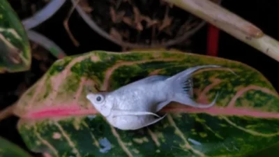 Gambar penyebab ikan molly mati mendadak