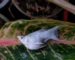Gambar penyebab ikan molly mati mendadak