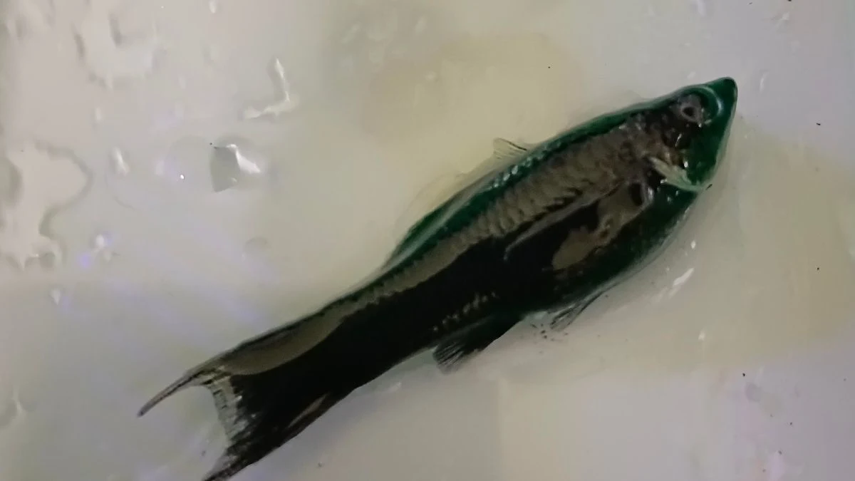 Gambar penyebab ikan molly mati mendadak