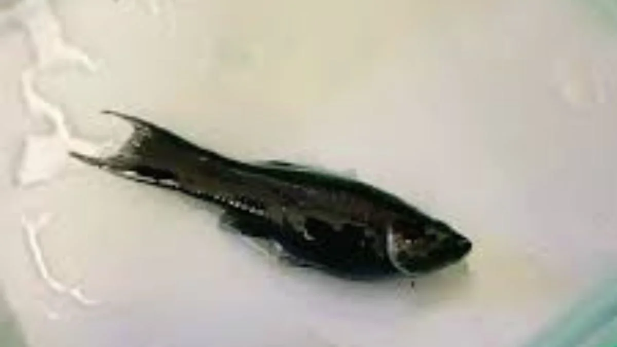 Gambar penyebab ikan molly mati mendadak
