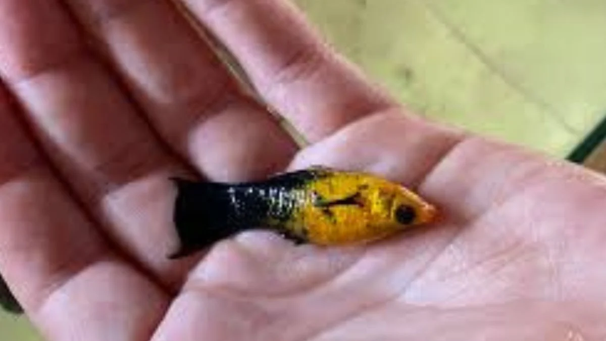 Gambar penyebab ikan molly mati mendadak