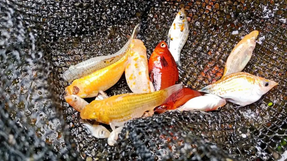 Gambar penyebab ikan molly mati mendadak