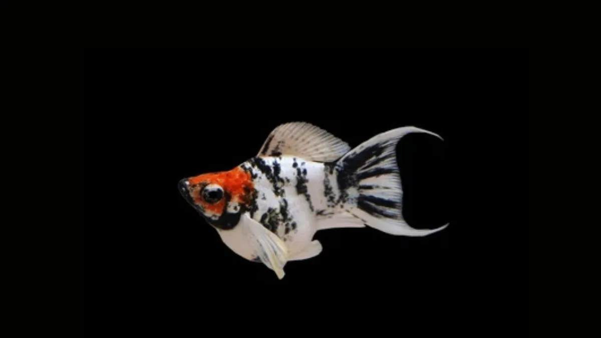 Gambar ikan molly red head balon