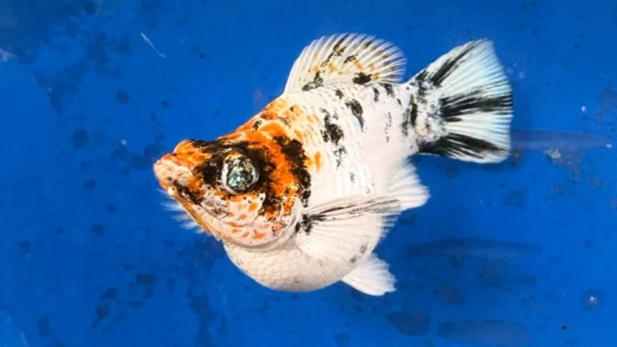 Gambar ikan molly red head balon