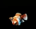 Gambar ikan molly red head balon