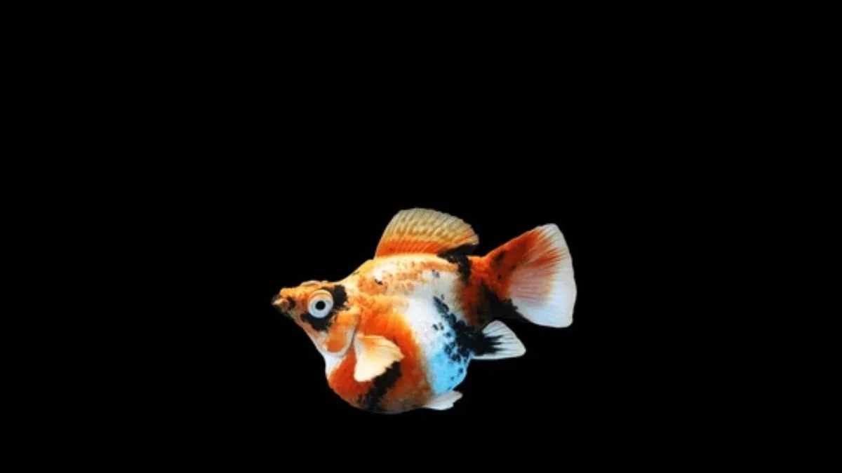 Gambar ikan molly red head balon
