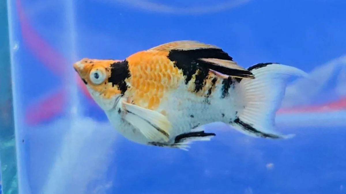 Gambar ikan molly red head balon