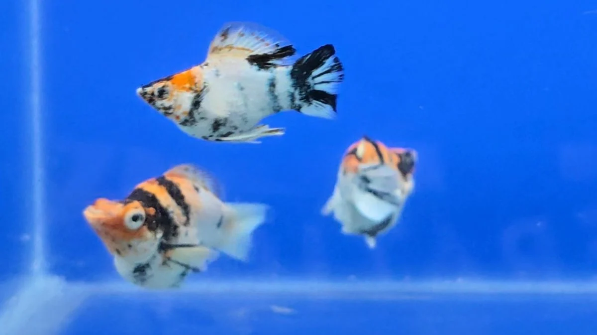 Gambar ikan molly red head balon