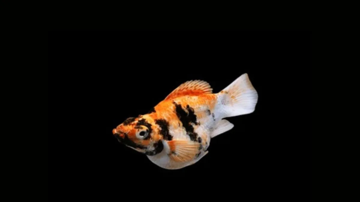 Gambar ikan molly red head balon