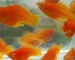 Gambar ikan molly sunkist balon