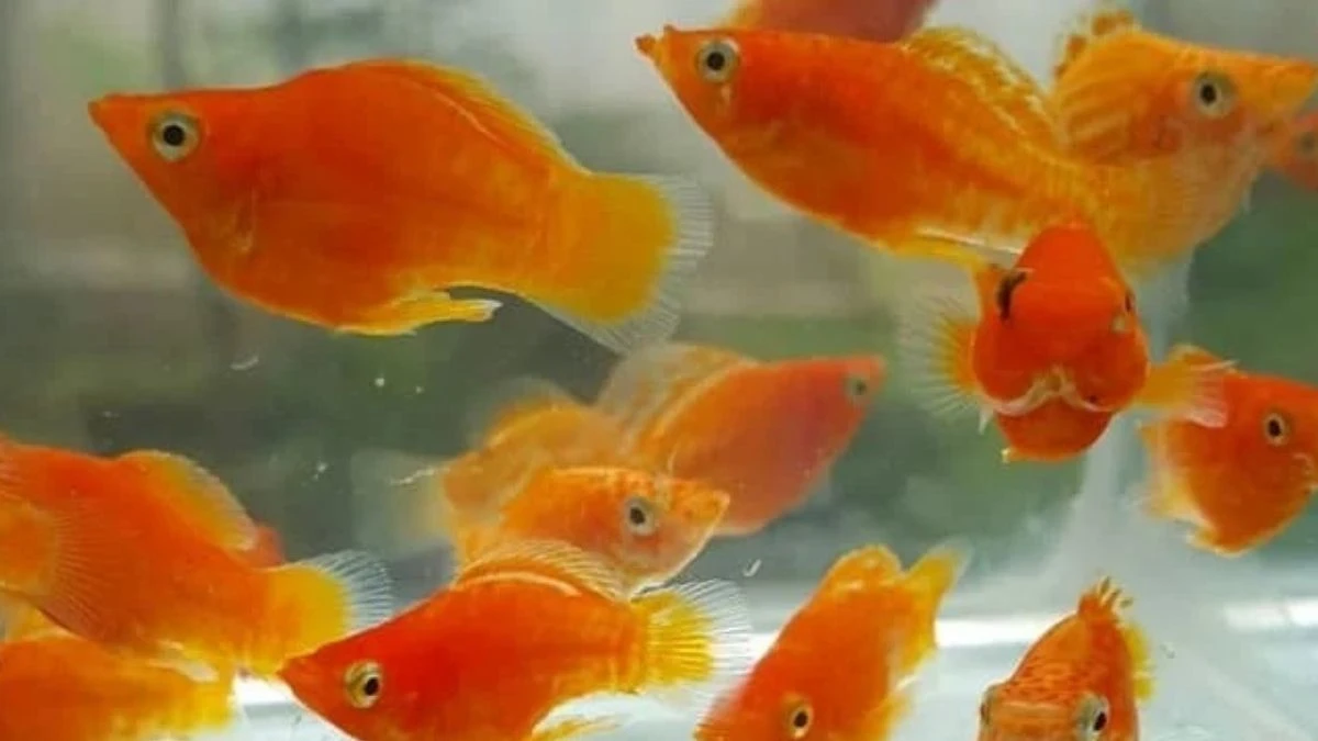 Gambar ikan molly sunkist balon