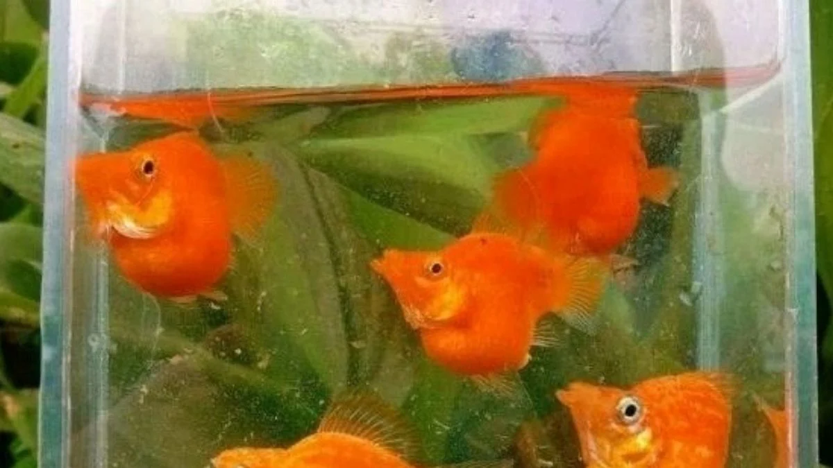 Gambar ikan molly sunkist balon