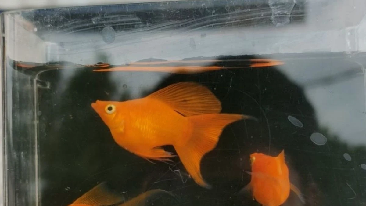 Gambar ikan molly sunkist balon