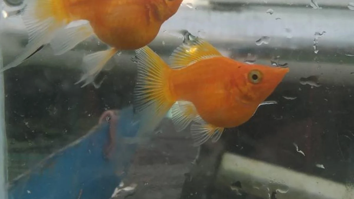 gambar-ikan-molly-sunkist-balon (8) Gambar ikan molly sunkist