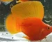 Gambar ikan molly sunkist balon