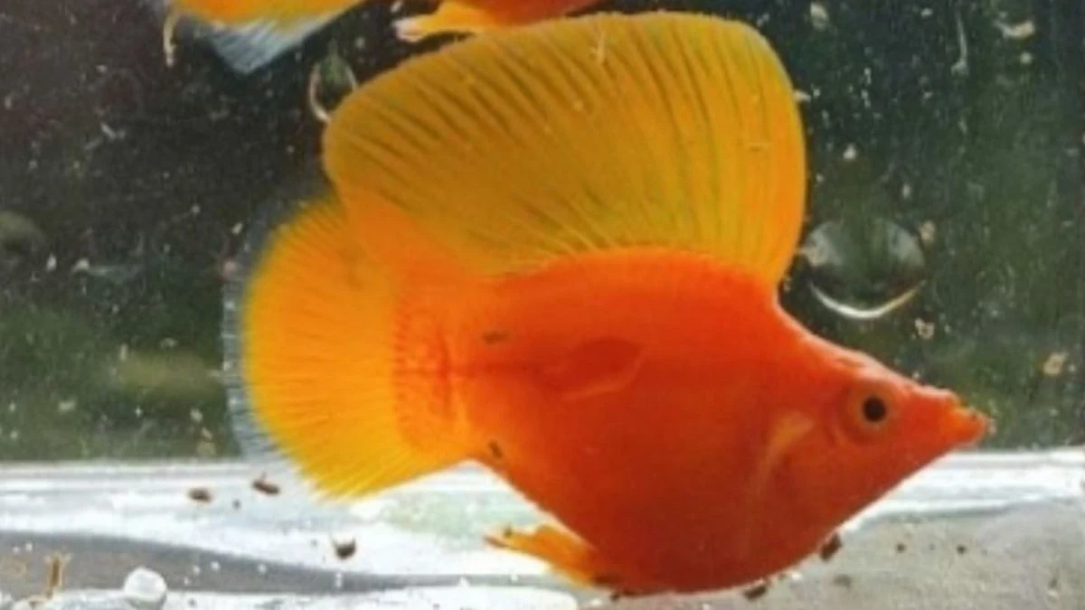 Gambar ikan molly sunkist balon