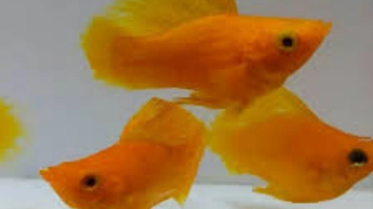 Gambar ikan molly sunkist balon