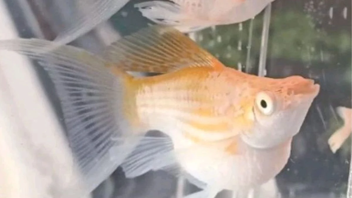 Gambar ikan molly thailand