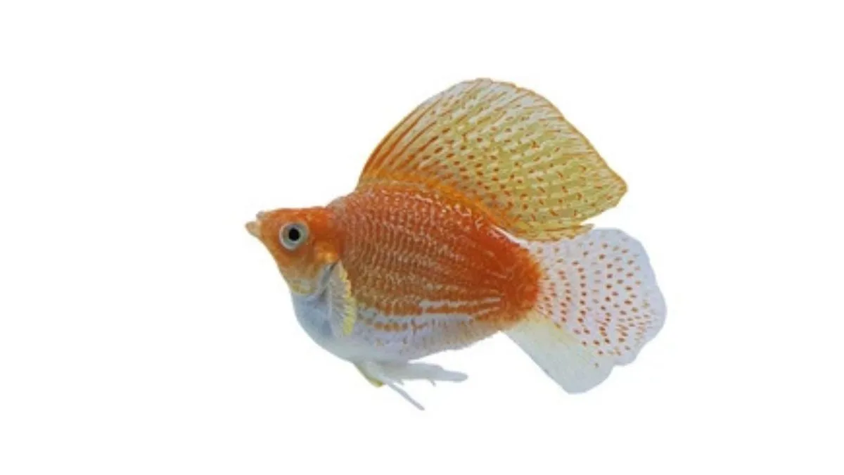 Gambar ikan molly thailand