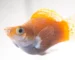 Gambar ikan molly thailand