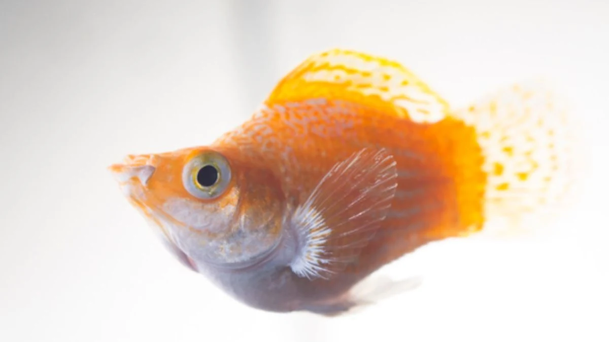 Gambar ikan molly thailand