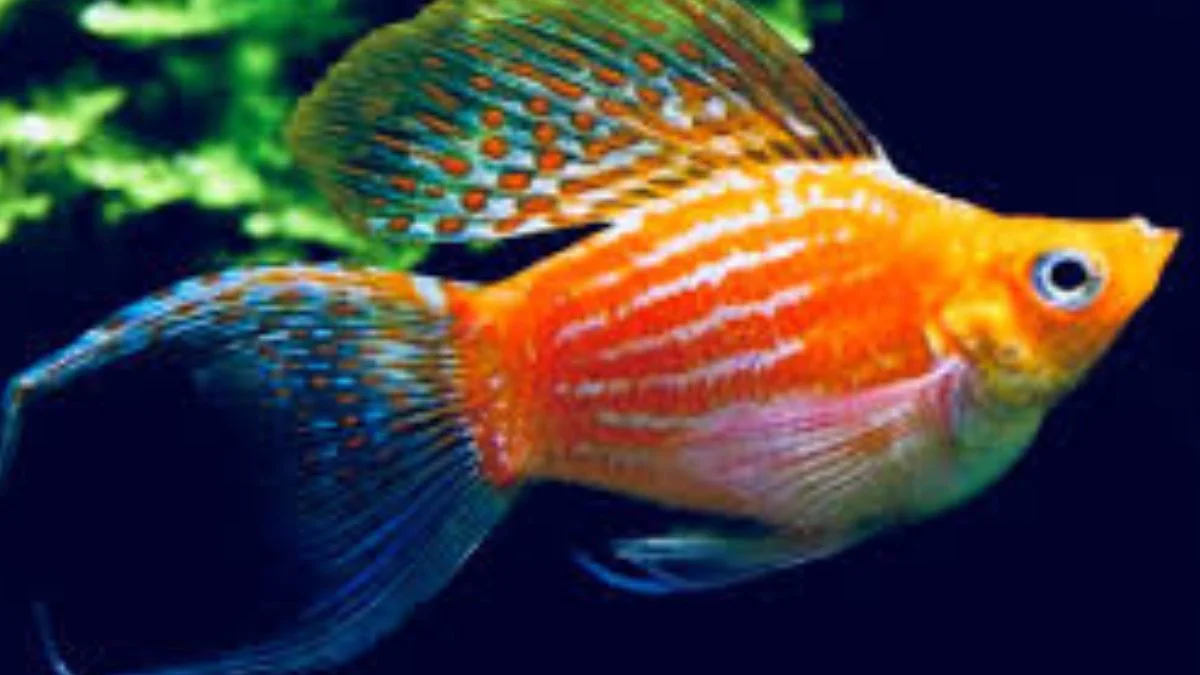 Gambar ikan molly thailand