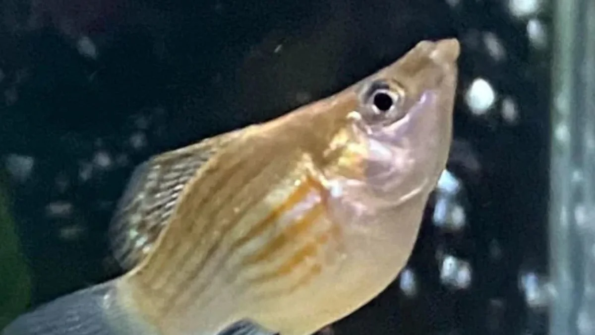 gambar-ikan-molly-thailand (3) Gambar ikan molly thailand