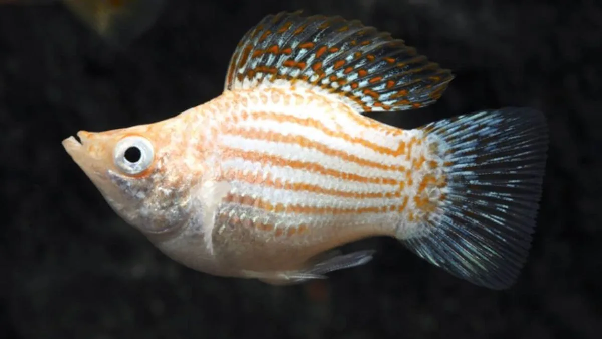 Gambar ikan molly thailand