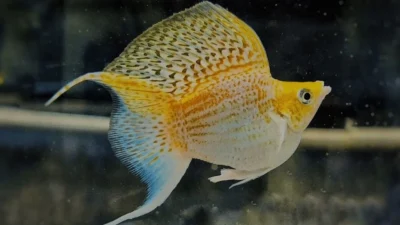 Gambar ikan molly thailand