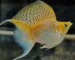 Gambar ikan molly thailand