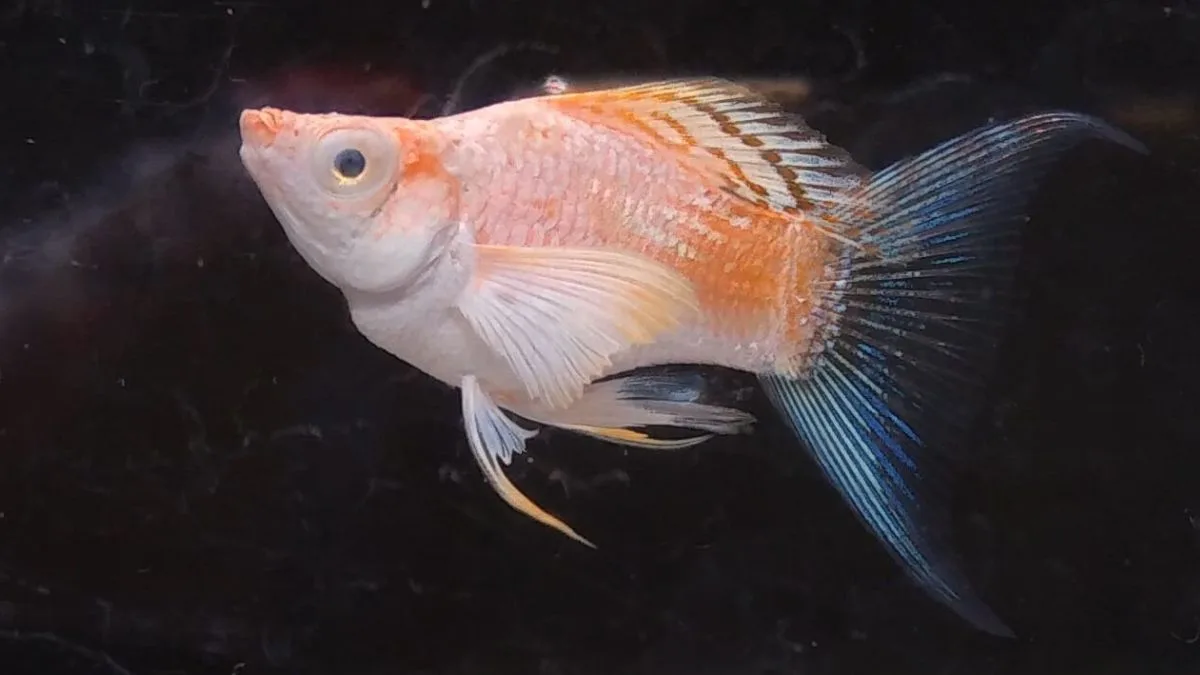 Gambar ikan molly thailand