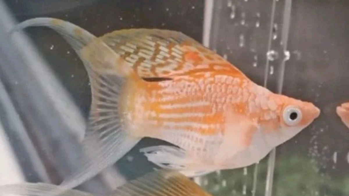 Gambar ikan molly thailand