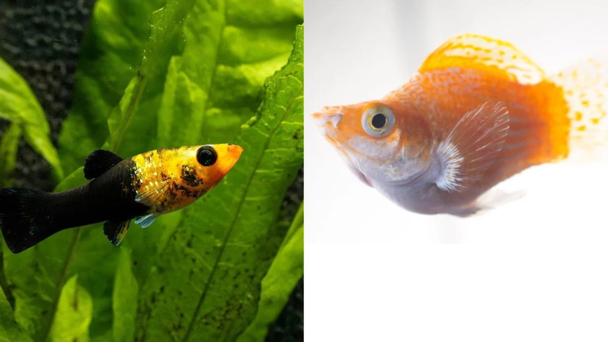 gambar-ikan-molly-vs-ikan-molly-biasa (1) Gambar ikan molly balon vs ikan molly biasa