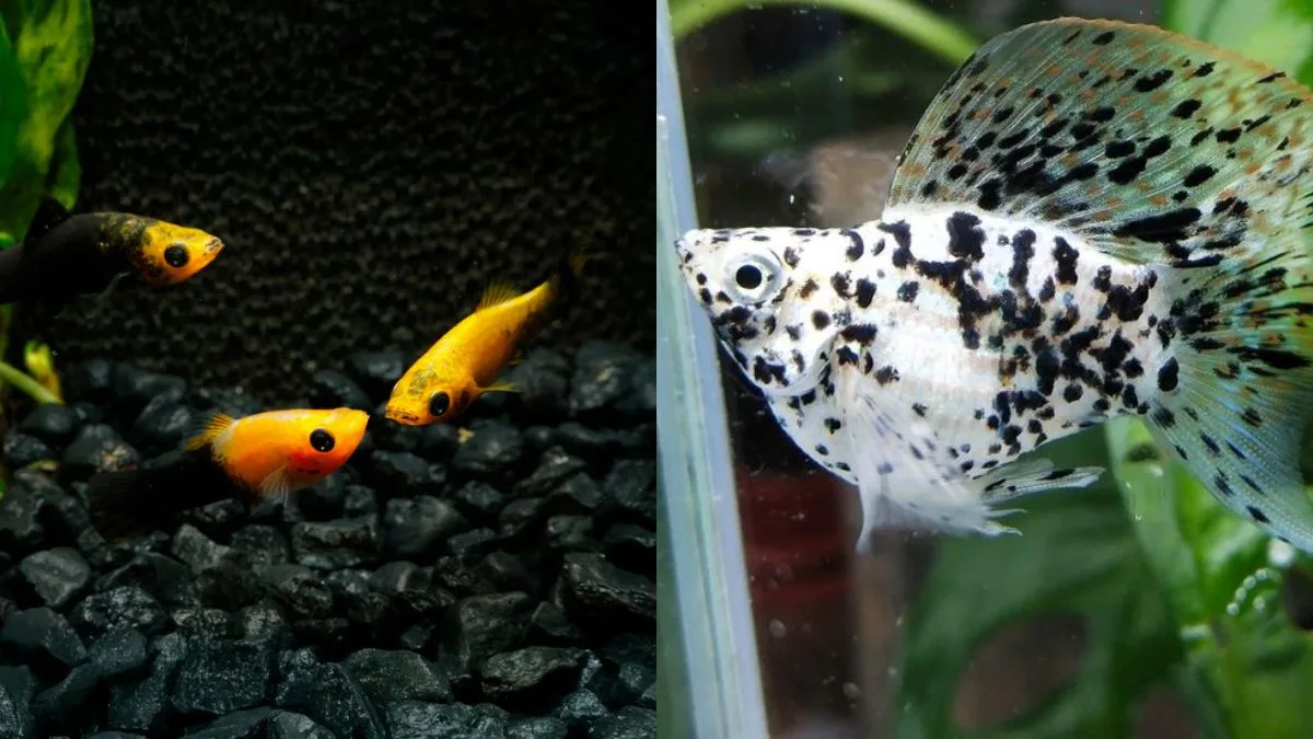 gambar-ikan-molly-vs-ikan-molly-biasa (4) Gambar ikan molly balon vs ikan molly biasa