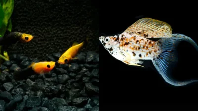 Gambar ikan molly balon vs ikan molly biasa