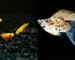 Gambar ikan molly balon vs ikan molly biasa
