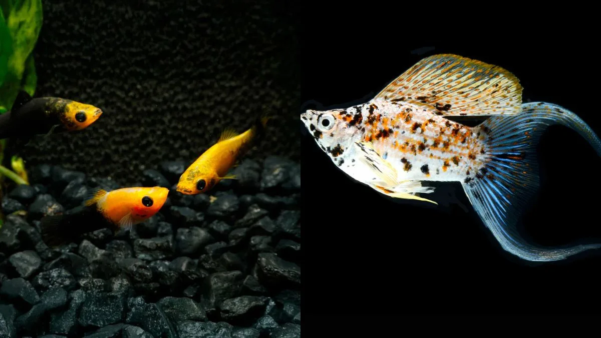 Gambar ikan molly balon vs ikan molly biasa