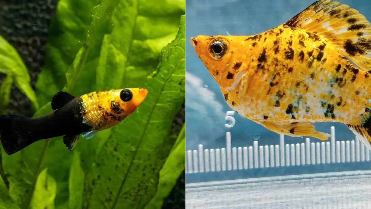 gambar-ikan-molly-vs-ikan-molly-biasa Gambar ikan molly balon vs ikan molly biasa