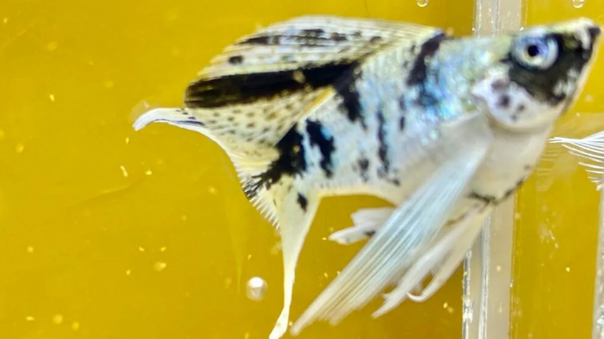 Gambar ikan molly balon zebra.