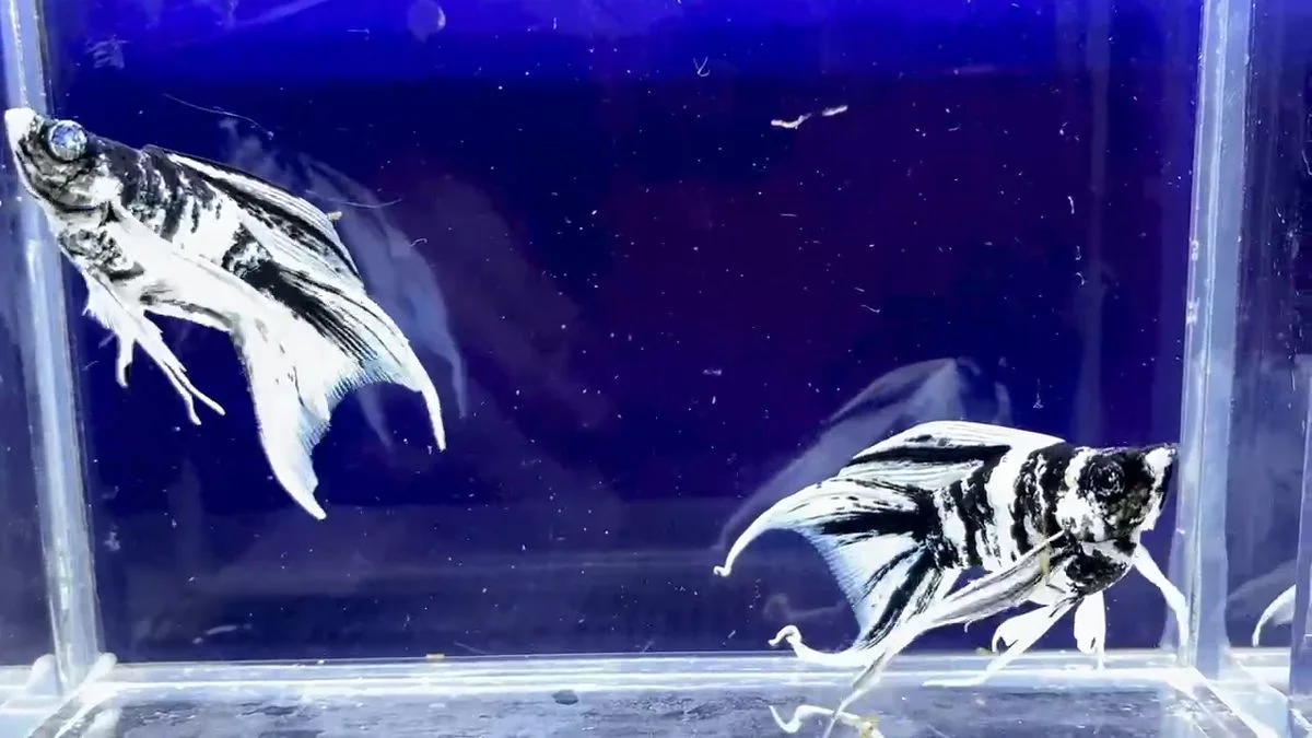 Gambar ikan molly balon zebra