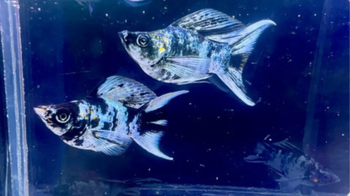 Gambar ikan molly balon zebra