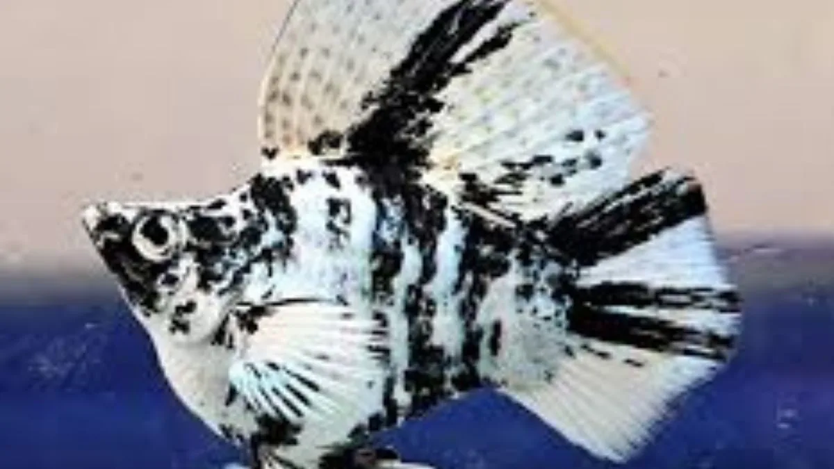 Gambar ikan molly zebra balon