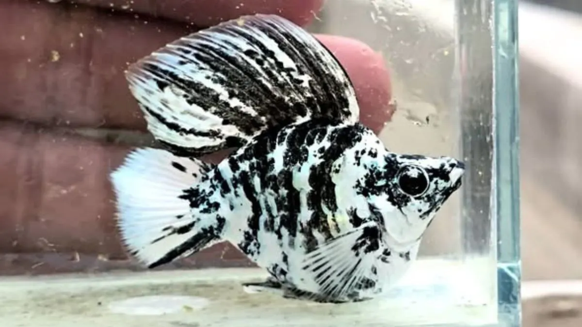 Gambar ikan molly zebra balon